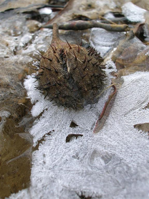 Frozen Beechnut