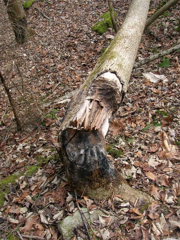 Beavers are Here