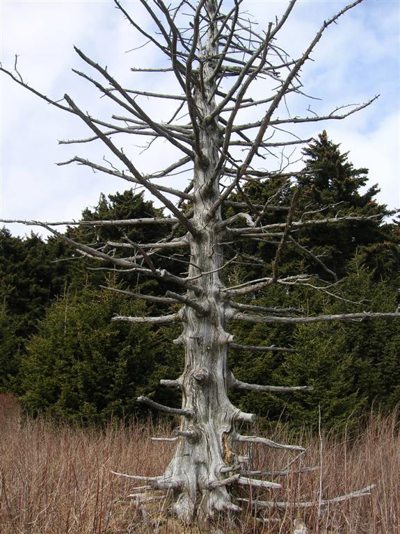 Still Standing