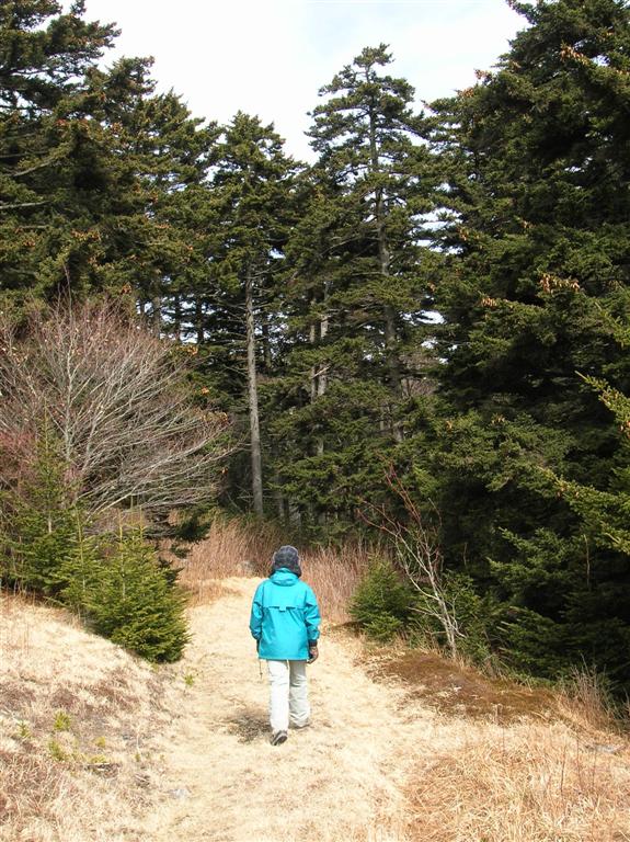 Spruce-lined Trail