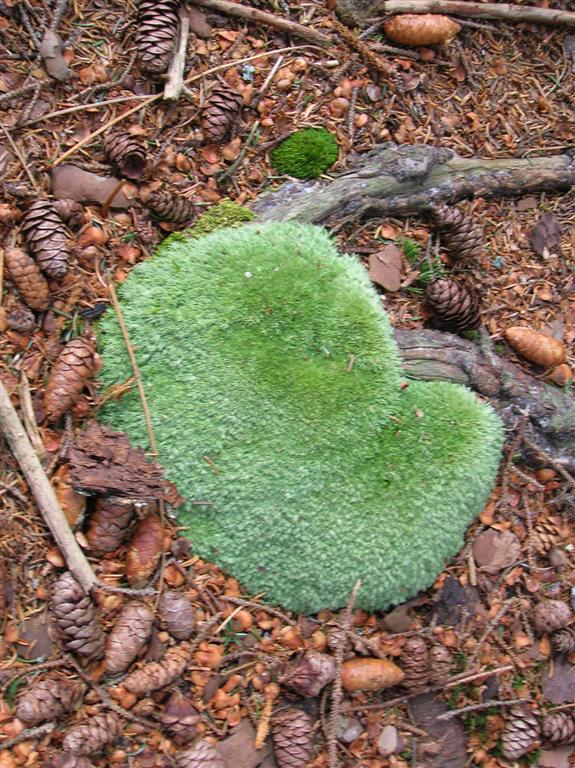 Ball of Moss