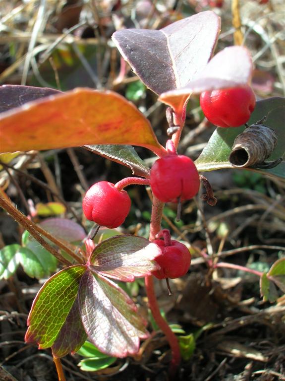 Teaberries