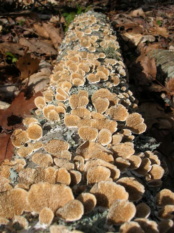 Fungi Log