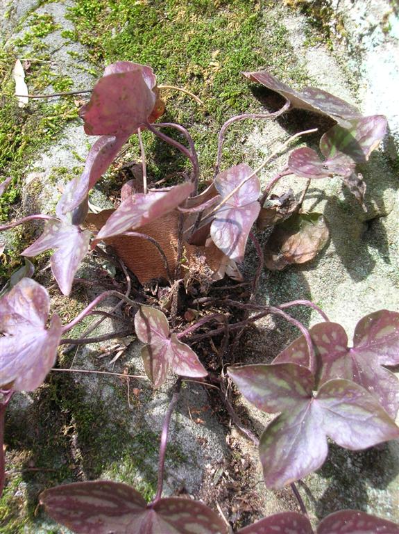 Winter Plants