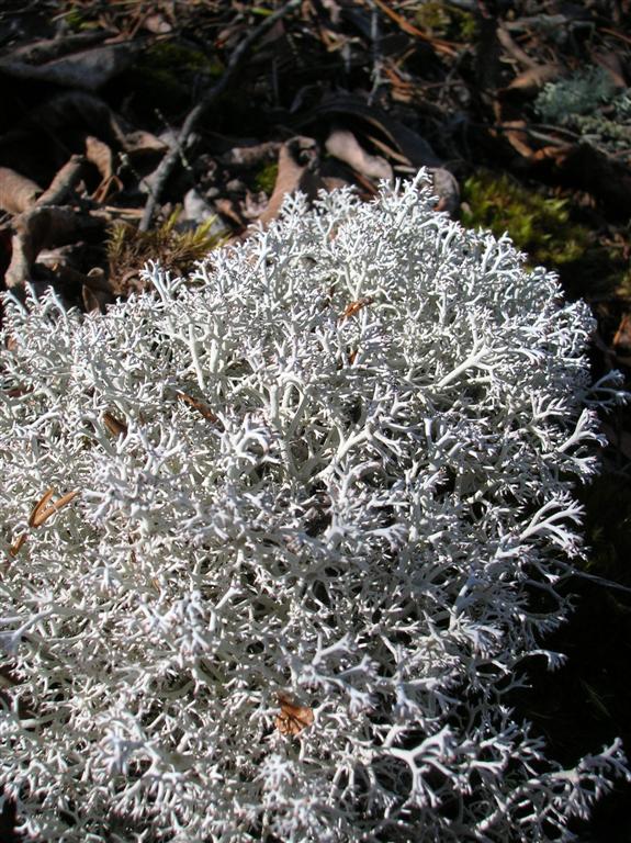 Reindeer Moss