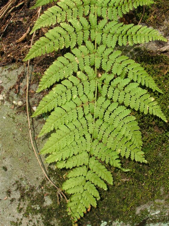 Fractal Fern