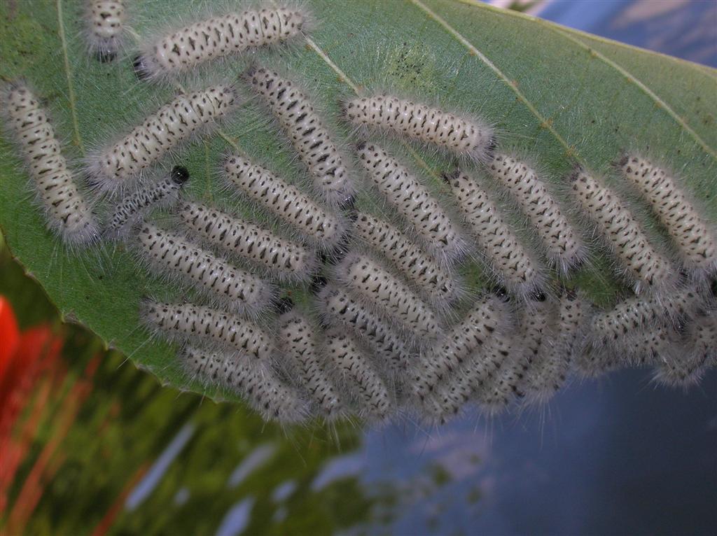 Hickory Tussock Moth