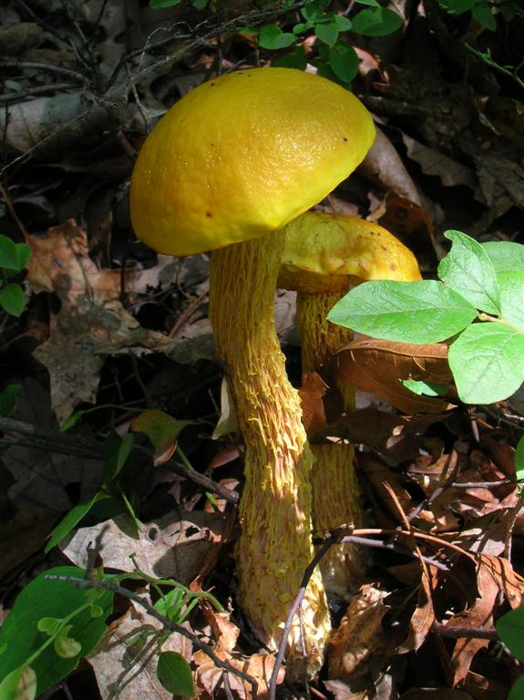 Sulfur Bolete