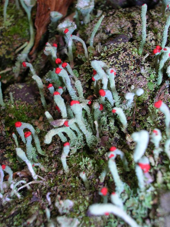 British Soldier Lichen