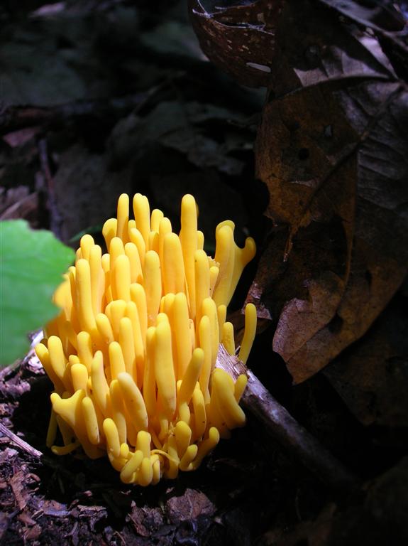 Yellow Coral Fungi