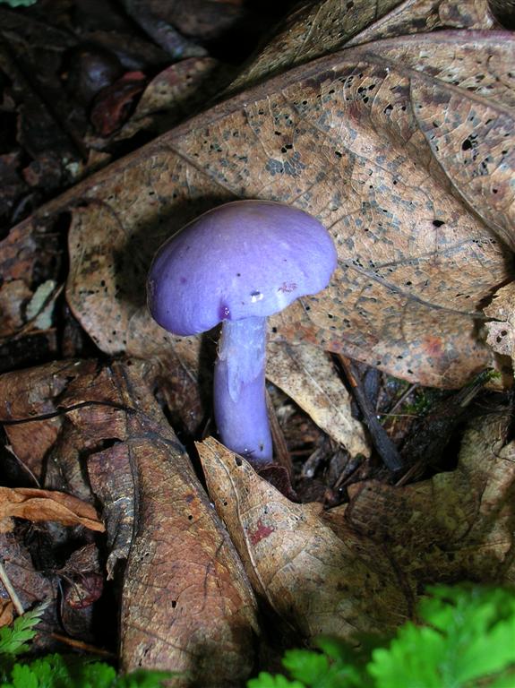 Purple Fungi