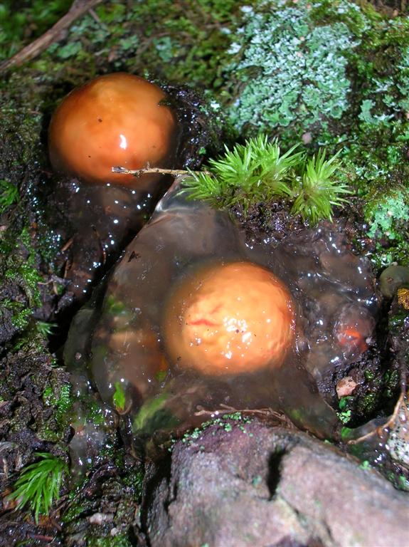 Stalked Puffball-in-aspic