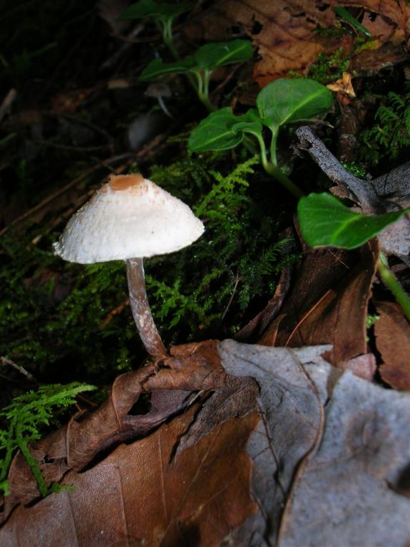 Mushroom Cap