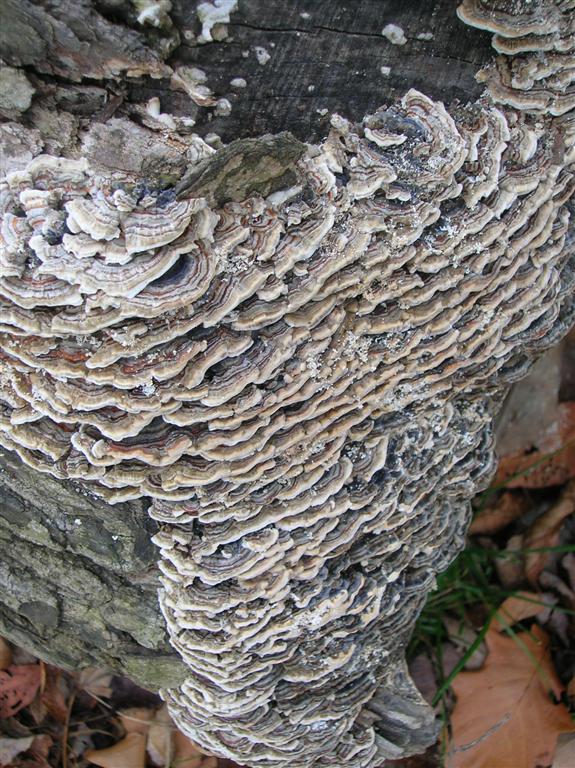Fungi Stump