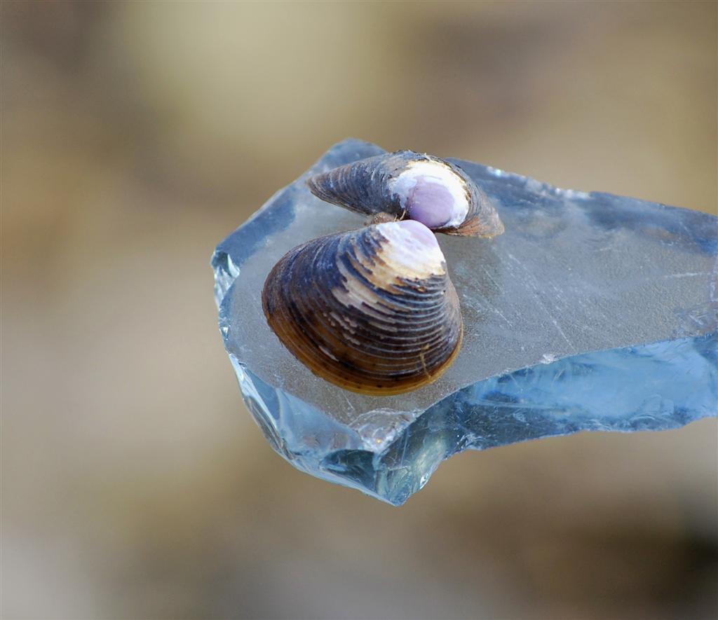Clam and Glass