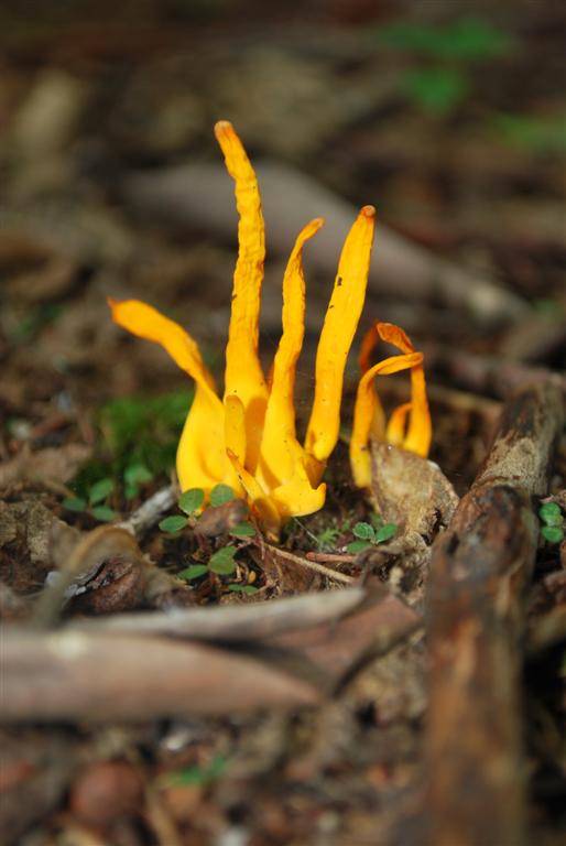 Spindle-shaped Yellow Coral