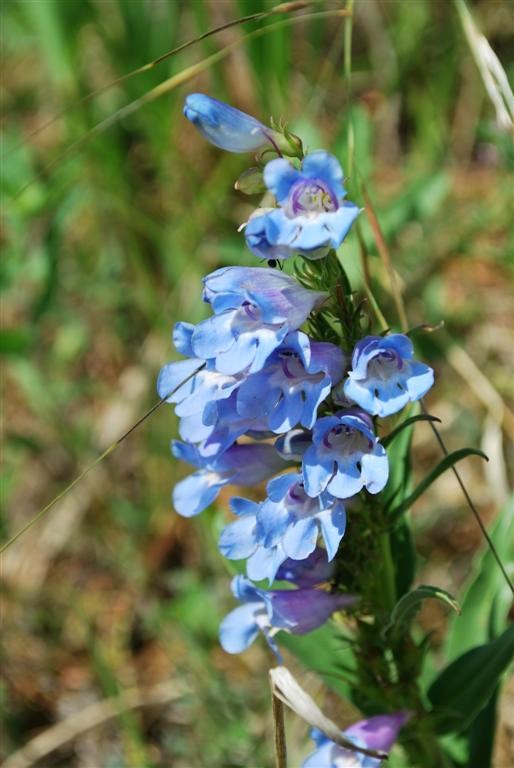 Payette Beardtongue