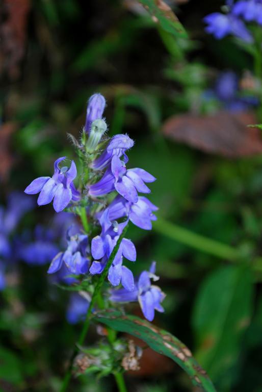 Lobelia