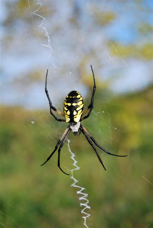 Black and Yellow Argiope