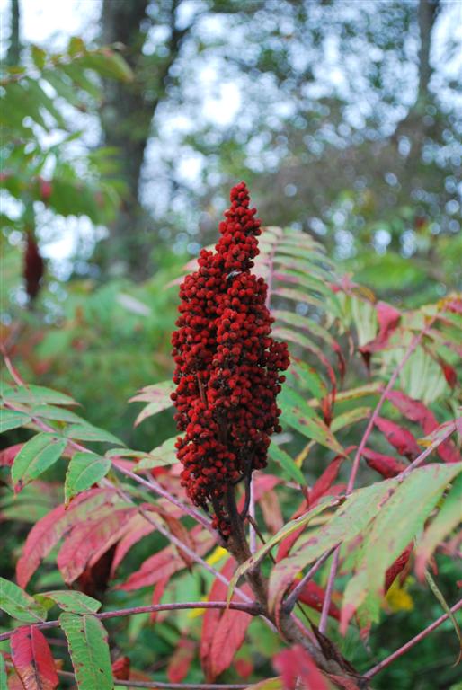 Staghorn Sumac