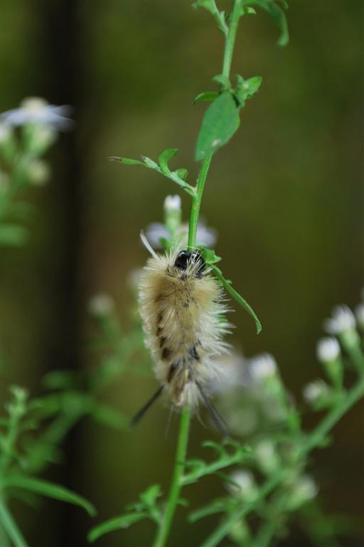Hickory Tussock Moth