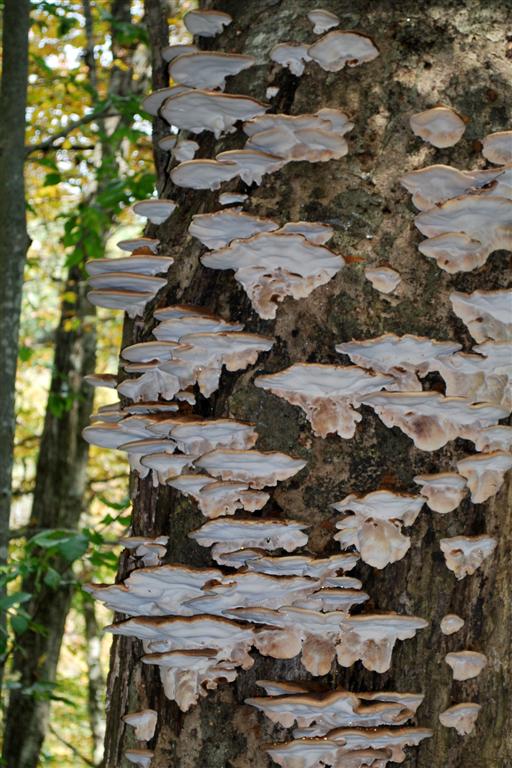 Resinous Polypore ?