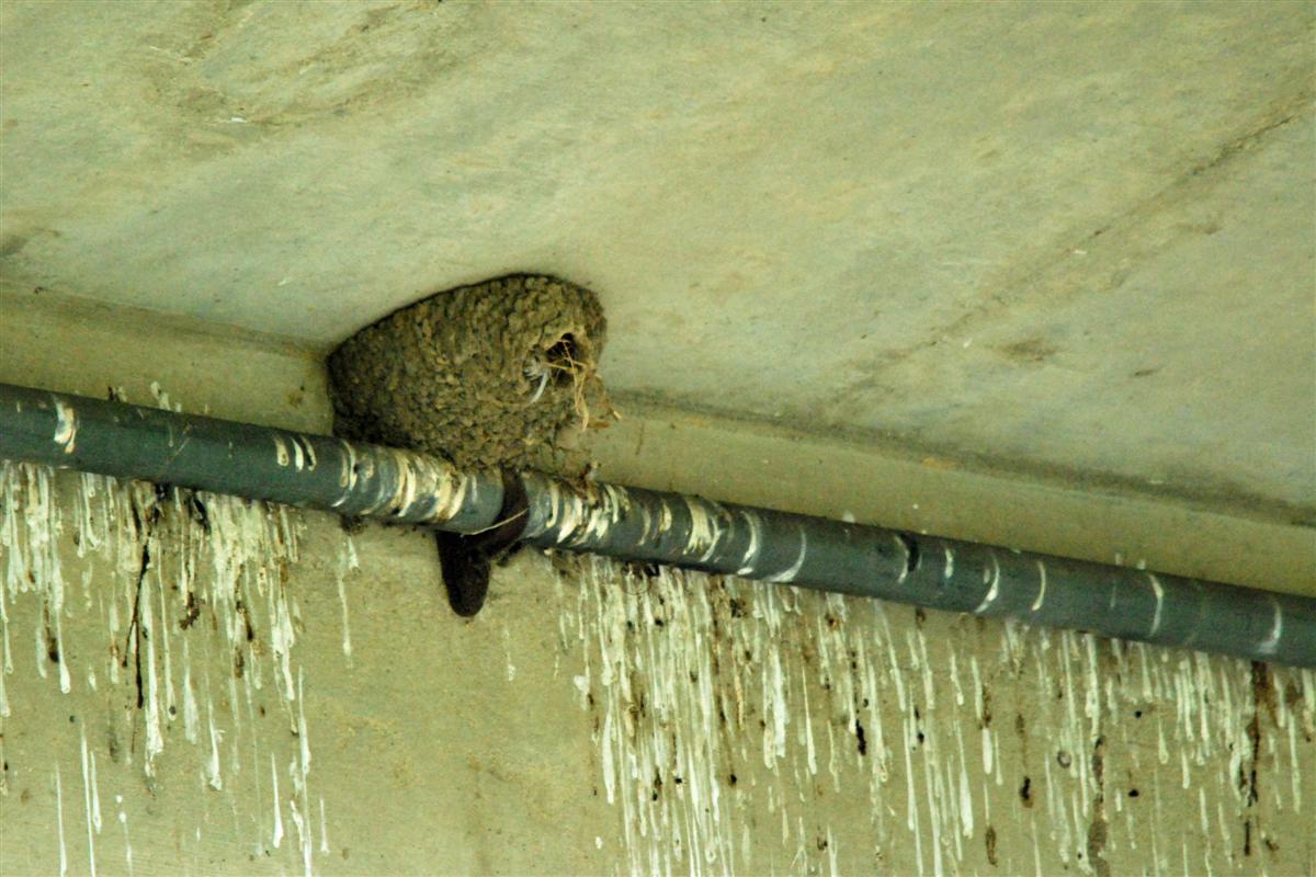 Cliff Swallow Nest