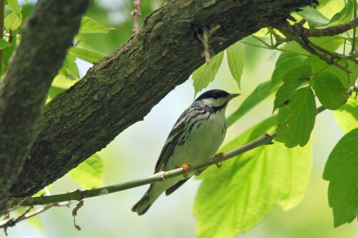 Blackpoll Warbler