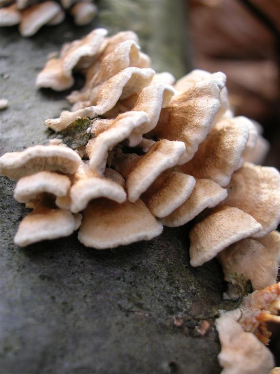 Tiny Shelf Fungi
