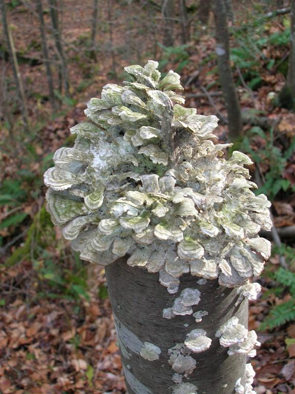 Fungi capped tree
