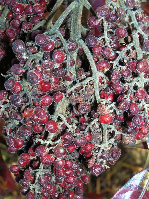 Sumac Berries