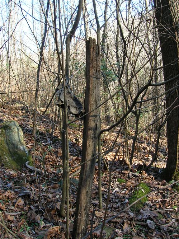 Old Chestnut Fencepost