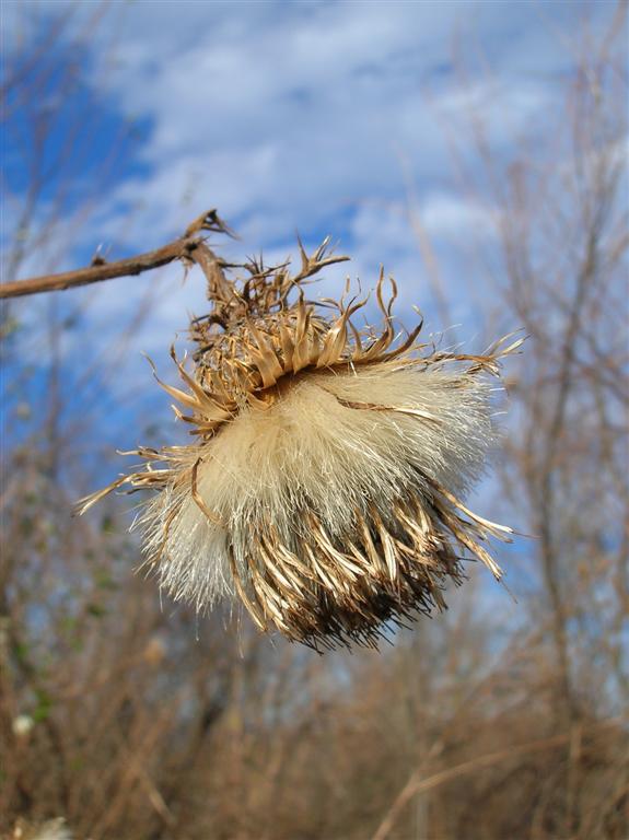 Thistle Head