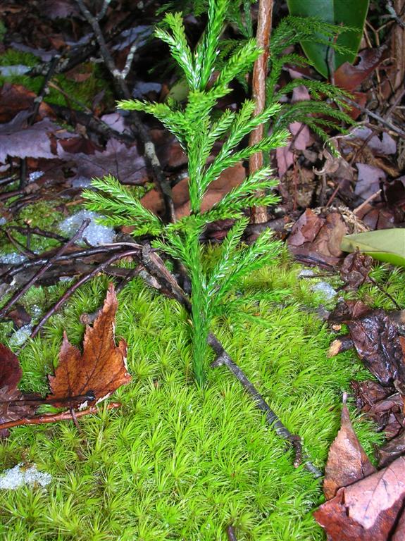 Ground Pine and Moss