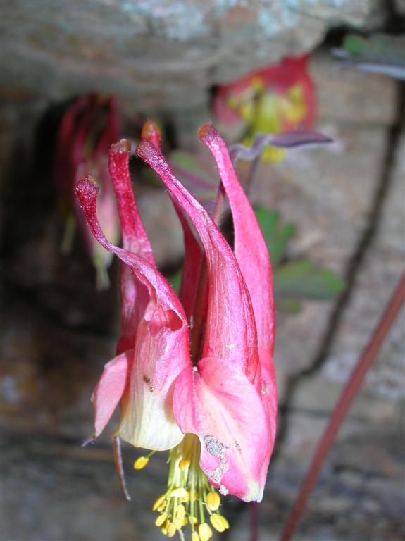 Wild Columbine