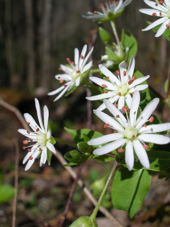 Star Chickweed