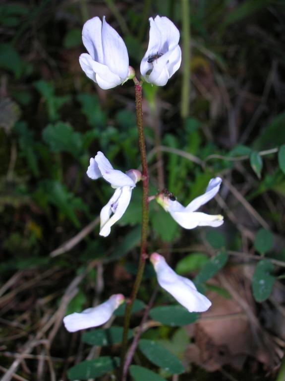 White Violets ?