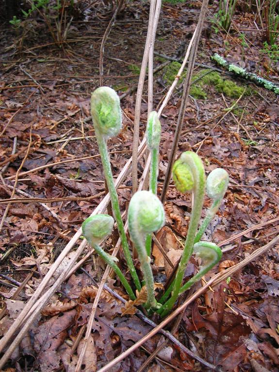 Fiddleheads