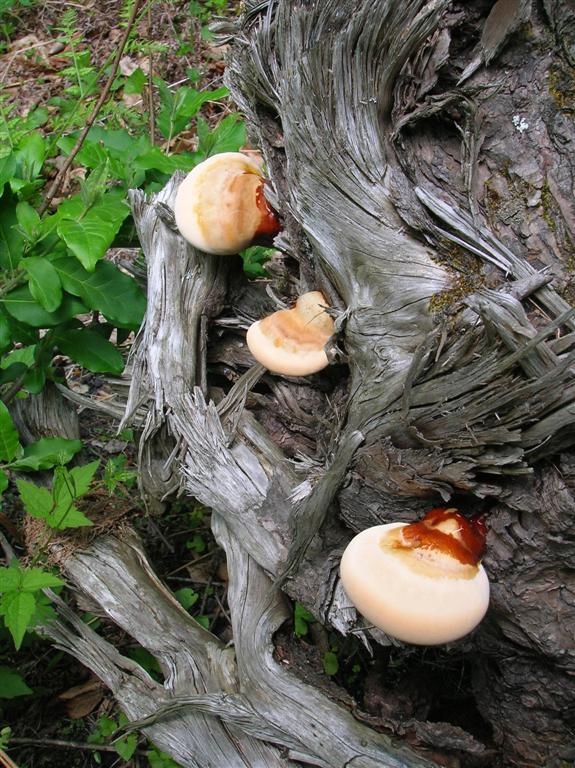 Fungus on Stump