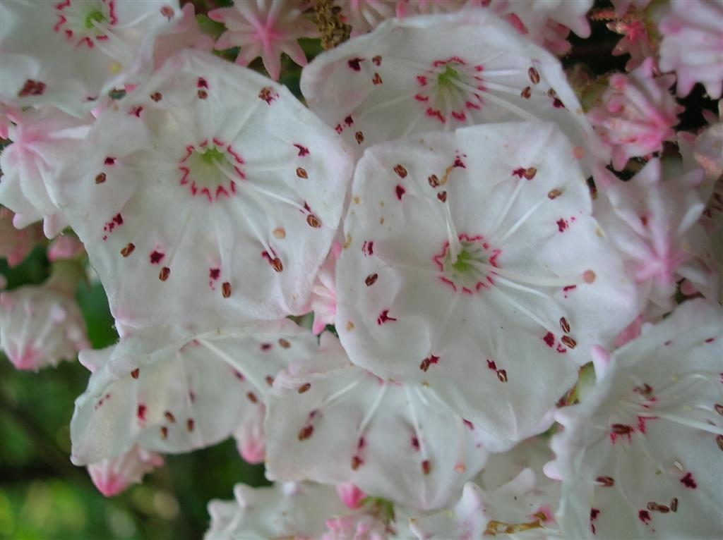 Mountain Laurel