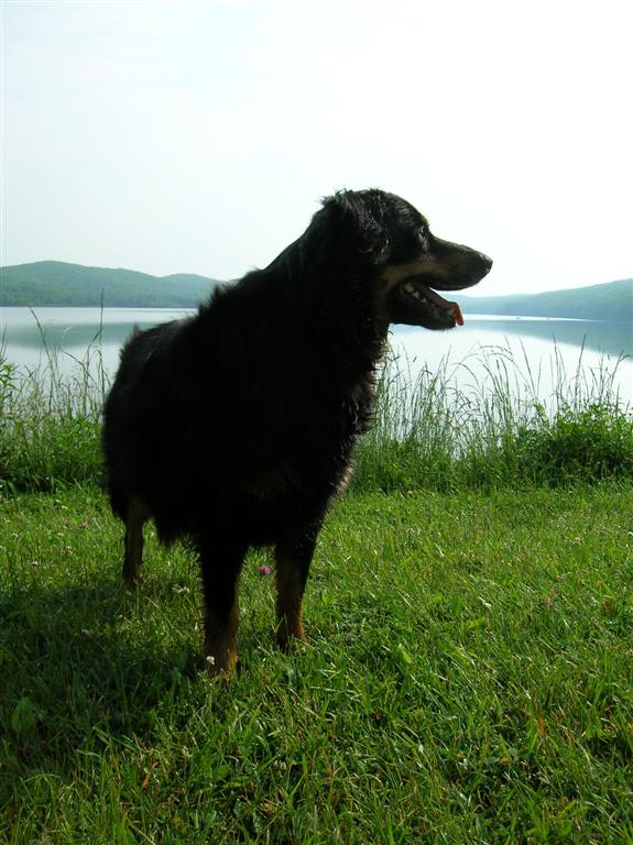 Chazzy at Laurel Bed Lake