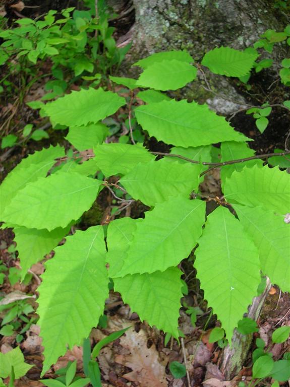 Hope for the American Chestnut