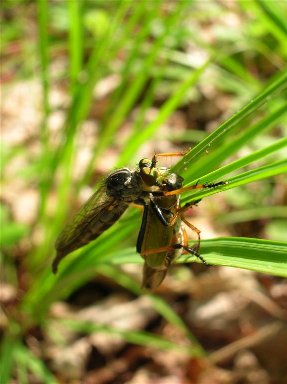 Robber Fly with lunch