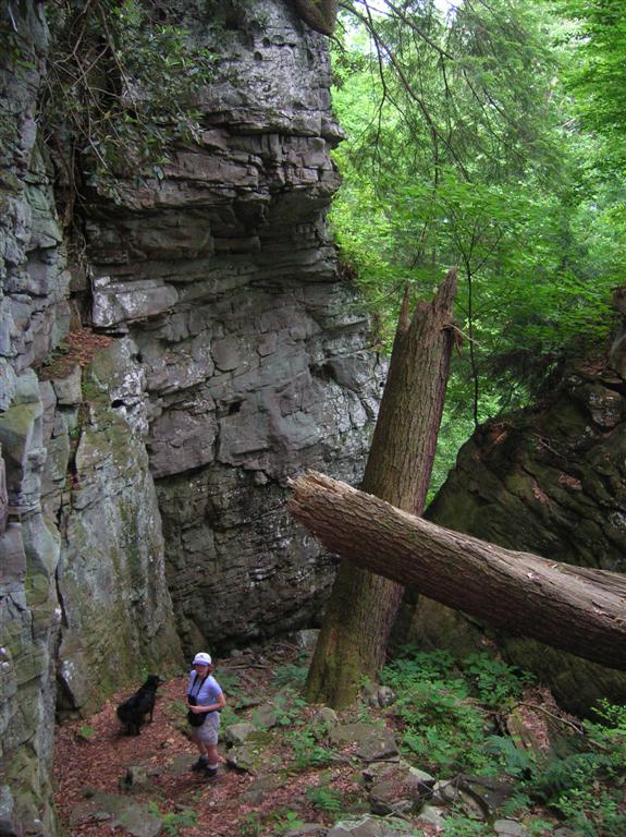 Huge Broken Hemlock