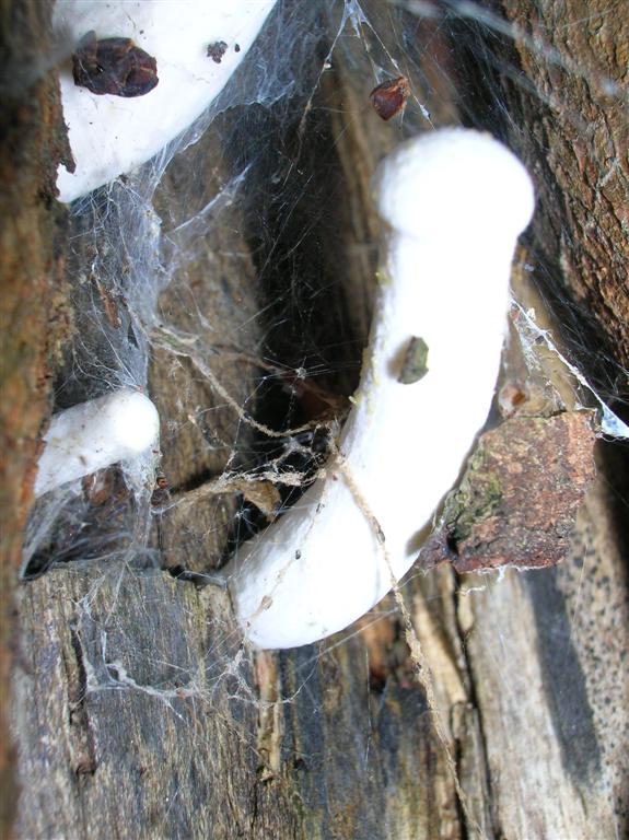 Fungi and Web