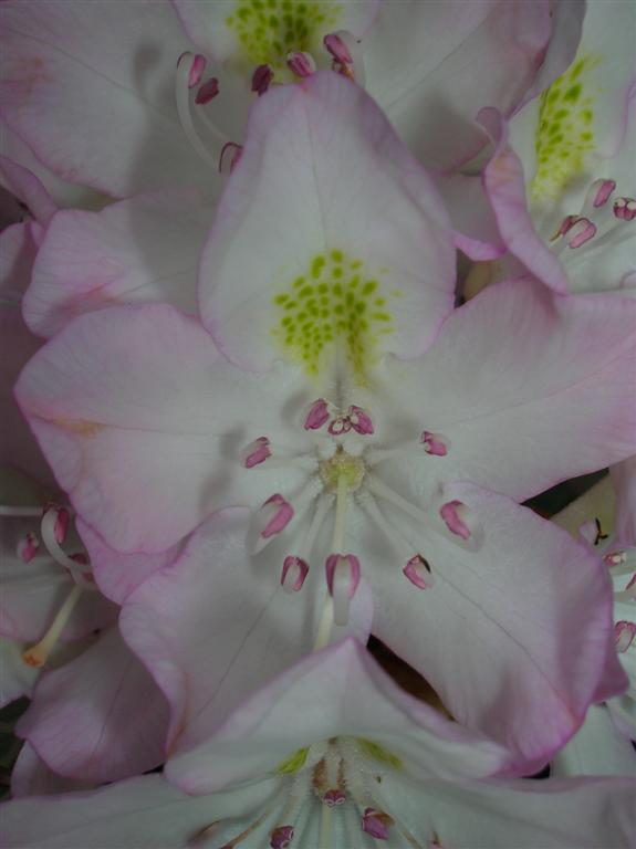 Rhododendron