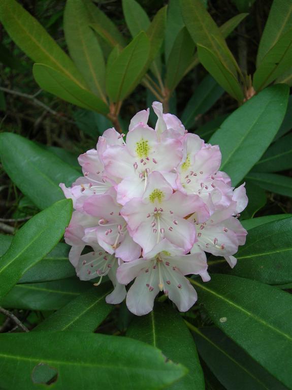 Rhododendron