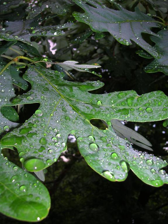 White Oak and Dew