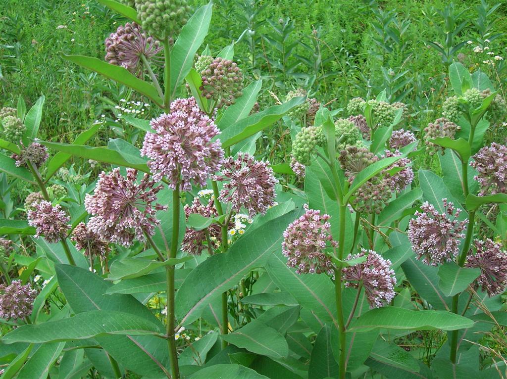 Common Milkweed