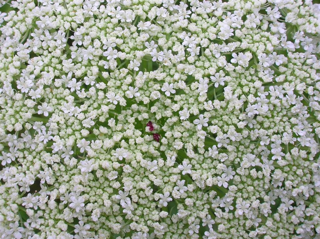 Queen Annes Lace